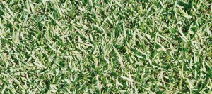 Jamur Zoysia sod grass